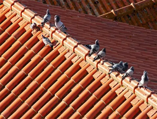 Dedetização de Pombos São Paulo